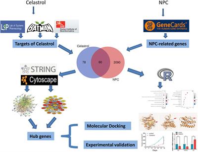 Exploration of the effect of Celastrol on protein targets in nasopharyngeal carcinoma: Network pharmacology, molecular docking and experimental evaluations